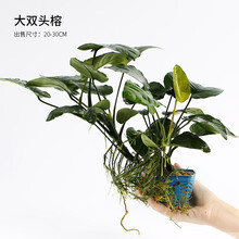 青青自然鱼缸造景新鲜水草活体水榕阴性草易养榕草懒人水草迷你水榕黄金水榕小榕莫斯沉木燕尾榕瓦里斯榕 大双头榕