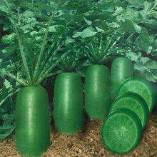 颜集卉冰糖水果萝卜种子生吃脆甜农家蔬菜种孑四季播种阳盆栽绿萝卜种籽 原装2包【约520粒】 冰糖脆水果萝卜种子