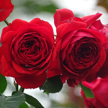 【买二送一】月季花苗当年开花爬藤特大花盆栽地载花苗庭院藤本植物欧月蔷薇玫瑰金丝雀 红苹果【不爬藤】