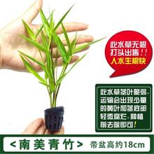 鱼缸造景水草植物淡水活体套餐莫斯水榕懒人前中后景阴性水草 青竹3杯