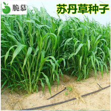 脆慕 牧草苏丹草种籽鱼草种子喂鱼猪牛羊鸡鸭鹅四季高产阔叶高丹草 进口高丹草一斤