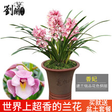 刘阁 春兰墨兰建兰花苗大集合 香妃 有香味的兰花 夏带花苞出售室内外花卉绿植盆栽草观花植物 香妃4苗加盆土肥，说明书