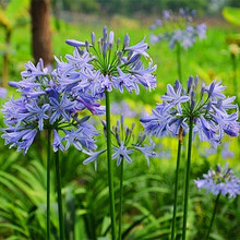 3颗组合装百子莲种球块根多年生庭院阳台室内盆栽花卉地栽耐热耐寒植物 3颗球根组合装 其他