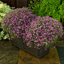 【虹越】花卉种子 萌吖吖天竺葵六倍利吊篮满天星藿香亚利桑那 春秋播花种 满天星 吉普赛 深玫红色