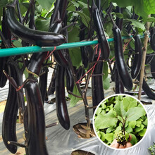 寿禾 茄子苗大全长茄子线茄白蛋茄圆茄紫黑杭茄绿长茄寿光蔬菜苗带土发货家庭种植阳台庭院大田疏秋季播种 黑豹长茄苗 5棵