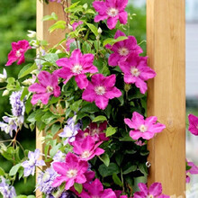 【虹越】进口大花铁线莲盆栽苗 晚花系列大苗 花园阳台花墙花柱爬藤花卉 东方晨曲 P14