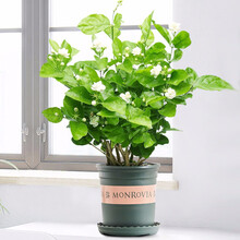 金之春 茉莉花盆栽花卉植物室内客厅阳台花苗四季青开花带花苞一个月开花 8-10颗加仑盆