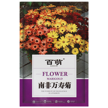百萌（BAI MENG）花卉种子 南非万寿菊花种籽子易活四季开花四季种的花籽耐寒室内盆栽花草籽 南非万寿菊种子 混色型 3克约200粒厂商封装