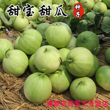 F1绿宝石甜瓜种子 薄皮超甜 香瓜种子春季四季脆瓜早熟高产香瓜籽 日本甜宝种子【50粒】