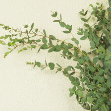 云南基地冷链直发严选进口细叶桉尤加利叶鲜花干花永生花百搭配叶 一束5枝 不含花瓶