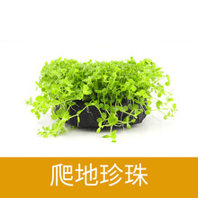 鱼缸水草有茎活体淡水植物生态阴性真水草水溶增氧懒人造景套餐 趴地珍珠