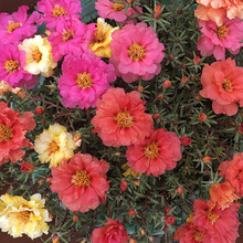 花友秀 太阳花种子易种花卉种子死不了花籽重瓣单瓣混色速生工程绿化种子批发多色 重瓣太阳花种子混色10000粒+说明