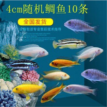 活体宠物淡水鱼三湖南美慈鲷小马鲷非洲王子三线蓝斑马雪中红雪雕群养混养鱼好养热带观赏鱼包活 4公分随机十条