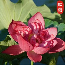 水草种子碗莲种子水培植物花种子室内水养盆栽水生荷花睡莲花种籽 A款红颜30粒+营养液1瓶