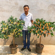 四季桂花树苗金桂盆栽庭院浓香型客厅阳台植物室内外花卉开花不断 八月桂5年苗当年开花 不含盆