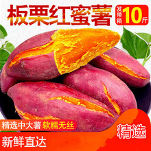 海南红心红薯 海南板栗红薯 海南小红薯 生鲜红薯板栗薯蜜薯糖心净果9斤海南地瓜农家番薯红心小红薯 小红薯