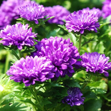 大花翠菊种子 野菊花种子四季种易活开花不断适合春季种的花种子 紫色翠菊1000粒
