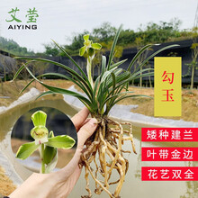 建兰蓝宝石 中矮种兰花苗 夏带花苞出售浓香花卉新手好养兰花盆栽 建兰勾玉4苗壮苗