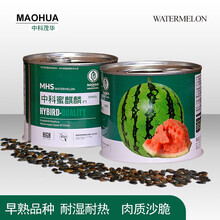 中科茂华 蔬菜瓜果种子 中科蜜麒麟西瓜种子 海南麒麟8424超甜京欣类 浙江麒麟瓜 中心含糖12.7 中科蜜麒麟50克/盒【3盒超值装】