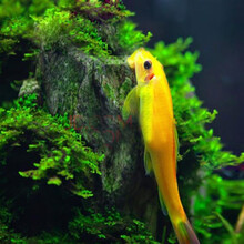 金鲁鱼锦鲤清道夫鱼活体淡水热带鱼冷水鱼草缸鱼缸清洁工专吃鱼屎藻类垃圾残余饲料水温12度以上 金苔鼠（3-4）4条