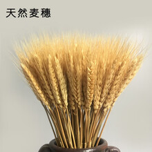 睿爸麦穗干花花束开业大麦真稻穗兔尾草薰衣草情人草田园装饰道具 原色麦穗100支