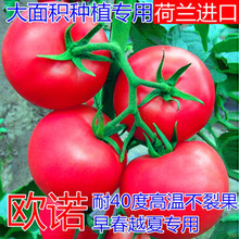 新种番茄种子进口耐热西红柿种籽抗病毒抗高温不裂果大果高产欧诺 欧诺进口原装1000粒