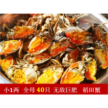 超朴盘锦河蟹 稻田蟹大闸蟹 农村溜达蟹（0.6-0.8）全母40只