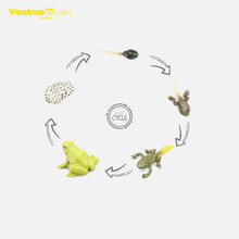 玩模乐儿童仿真动物模型生长过程成长周期科教玩具蜘蛛瓢虫蜜蜂青蛙蝴蝶儿童玩具男女孩礼物3-10岁 青蛙生长周期|5只装