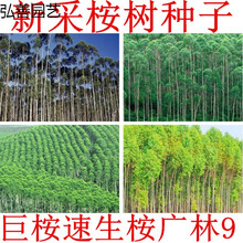 桉树种子 速生桉树 桉树26号 28号 29号K3种子 美国巨桉种子半斤