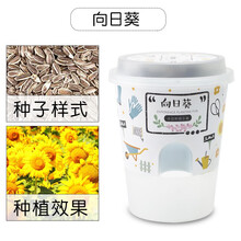 儿童科教玩具手工diy盆栽植物生长观察创意迷你植物微景观幼儿园小盆栽罐头花种植室内花新年礼物 向日葵