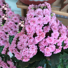 重瓣长寿花盆栽大花苗室内阳台花卉植物Z2 粉色 含盆（简易原盆）