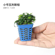 青青自然鱼缸造景新鲜水草活体水榕阴性草易养榕草懒人水草迷你水榕黄金水榕小榕莫斯沉木燕尾榕瓦里斯榕 瓦里斯榕