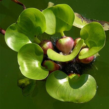 水葫芦植物 水葫芦植物水生种水养活体造景养乌龟鱼虾水芙蓉水草Z1 带根水葫芦5颗