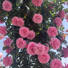 月季花四季欧月藤本爬藤月季花苗浓香大花中大苗开花不断阳台室内外盆栽地栽庭院爬藤植物花卉蔷薇玫瑰花苗 粉色达芬奇 中苗 【60厘米-70厘米】