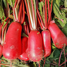 寿禾 红萝卜种子凤鳳梨罗卜红皮白肉多品种水果家庭种植夏秋季播种蔬菜种籽阳台庭院大田高产疏蔬莱种孑菜籽 老不糠2号水萝卜种子 20克【短粗形】
