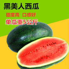 无籽西瓜种子 黑皮黄瓤特大超甜巨型西瓜 懒汉水果种籽蔬菜孑 大果黑美人20粒分装