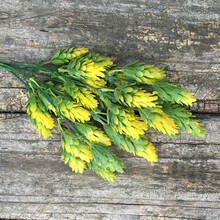 手工DIY材料多肉 仿真假花头饰发饰拍摄 菠萝草仿真墙配草罗汉松 浅黄色 一束