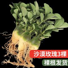 径里沙漠玫瑰花苗花卉盆栽绿植四季开花不断好养阳台庭院沙生植物 沙漠玫瑰3棵（裸根发货）