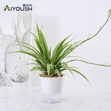 爱优尚 吊兰盆栽小型植物客厅室内办公室吸甲醛防辐射盆景绿植盆栽 吊兰160#棉绳自吸ABS塑料瓶大号