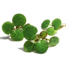 [京选推荐]鱼缸浮萍水草活体水生植物浮性除NO3净化水质微景观水族箱满 豹纹萍6个