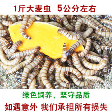 【京选推荐】大麦虫活虫500鲜活面包虫黄粉虫金龙鱼饲料活八哥画眉鸟食虫子 1斤大麦虫活虫4-6cm 坏单包赔送麦麸镊