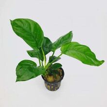 [京选推荐]易养耐养好活不用水草泥的真水草活体水草植物绿菊蜈蚣皇冠水榕 小巴榕1颗