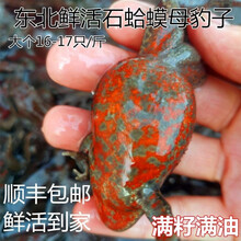 东北石蛤蟆红肚母豹子17-18只满籽满油一斤顺丰
