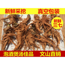 新鲜三七头正宗云南文山三七新鲜根须潮七泡酒煲汤生田七500g 10个新鲜三七500g