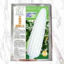晓富白甜糯玉米种籽甜加糯高产四季蔬菜 白 早熟矮杆甜糯6号 50g 矮杆抗倒伏