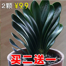 四季君子兰带花苞盆栽老苗室内花卉植物圆头和尚好养大苗当年开花 10-12片叶子【品种备注】买2送1【买二送2包肥 不含盆