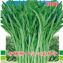 揭美青梗柳叶空心菜种子 青骨尖叶型通心菜雍菜籽 阳台盆栽田园易种空心菜蔬菜种子 揭美青梗柳叶空心菜种子 原厂包装20克