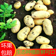 【2021新土豆】山东新鲜黄心富硒荷兰土豆小洋芋马铃薯20g-300g 5斤【净重】 小土豆