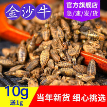 逸参堂 金沙牛 金砂牛 蚂岭虫 中药材 蚁狮 清水地牯牛蚁狮 金砂牛10克+送1克
