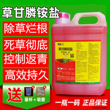 草甘磷除草烂根剂杂草一扫光果园荒地道路强力灭草剂农药除草神剂 1000g